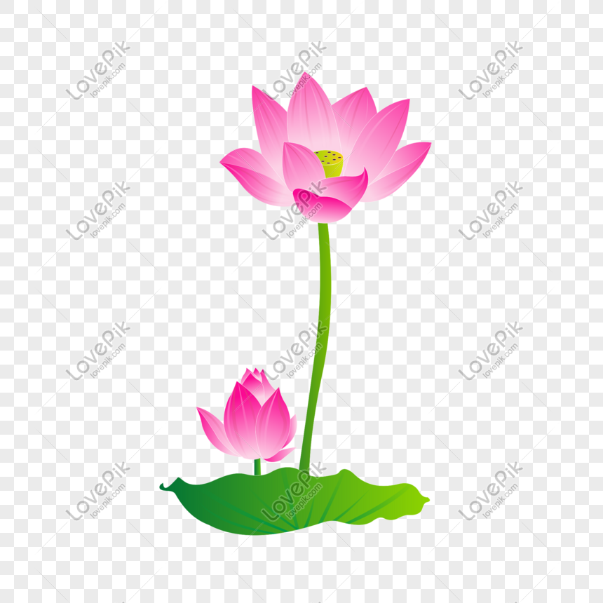 Detail Bunga Lotus Vector Nomer 10