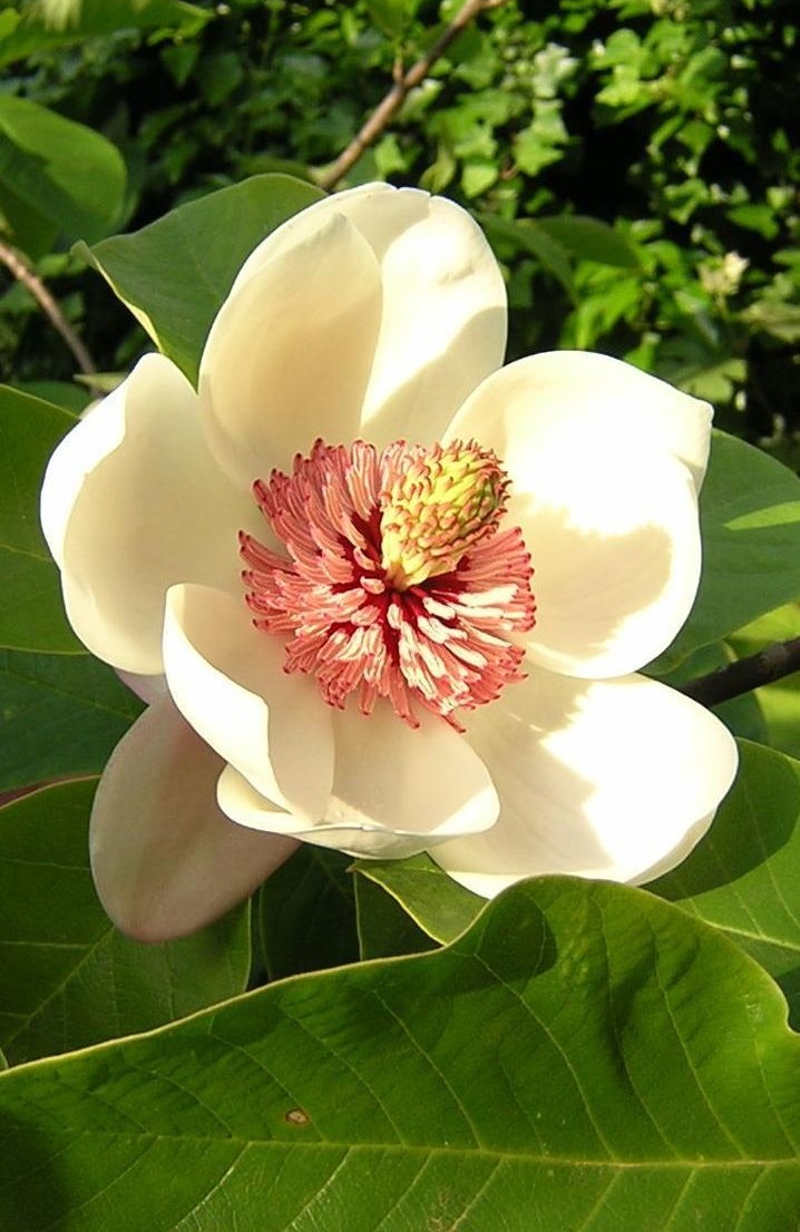 Detail Bunga Magnolia Di Indonesia Nomer 2