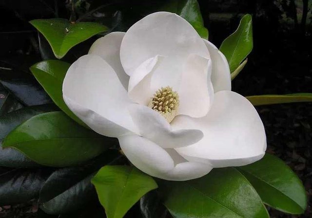 Detail Bunga Magnolia Di Indonesia Nomer 12