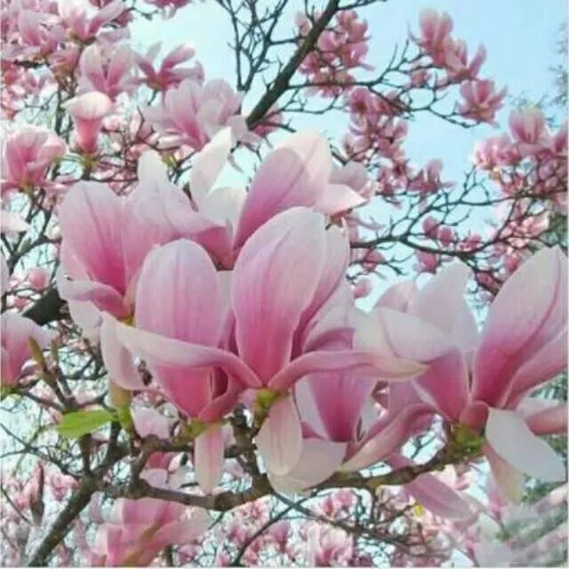 Detail Bunga Magnolia Di Indonesia Nomer 15
