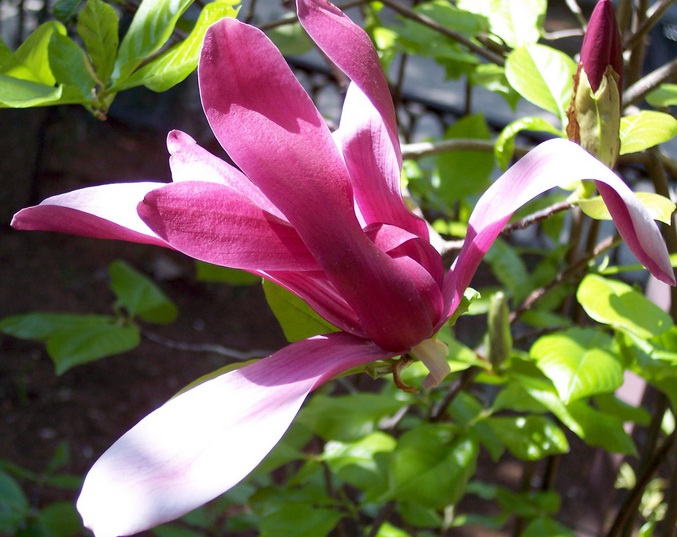 Detail Bunga Magnolia Di Indonesia Nomer 19