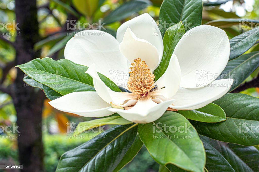 Detail Bunga Magnolia Di Indonesia Nomer 24