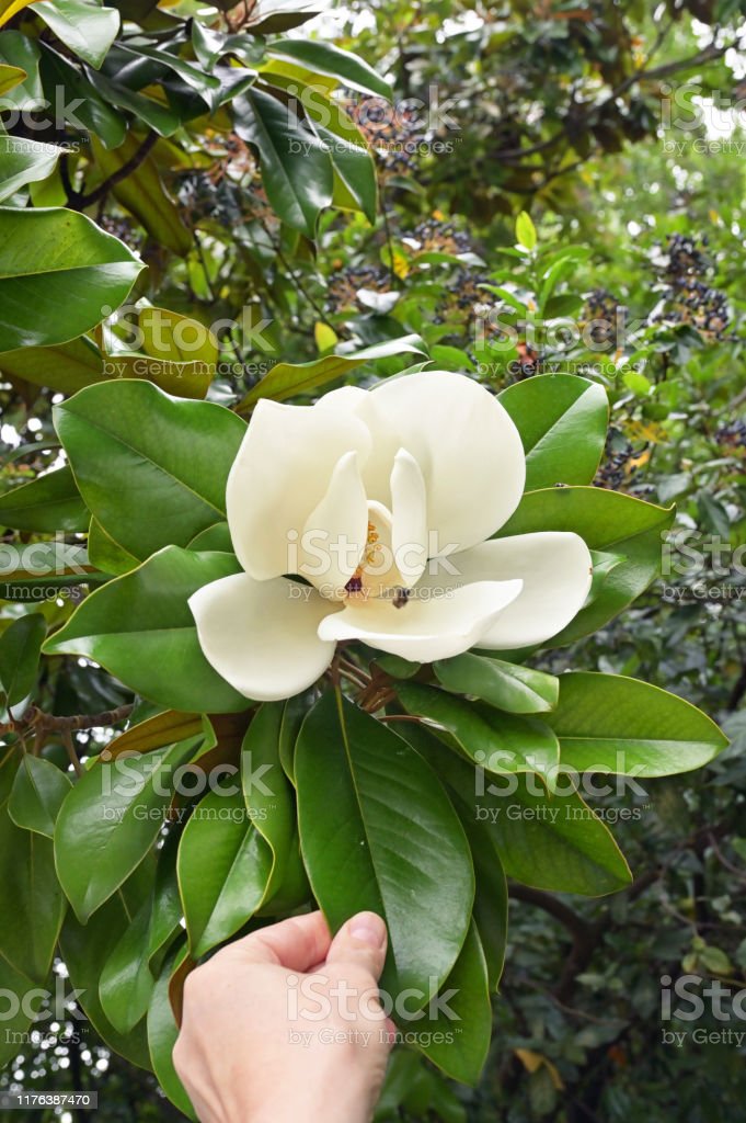 Detail Bunga Magnolia Di Indonesia Nomer 25