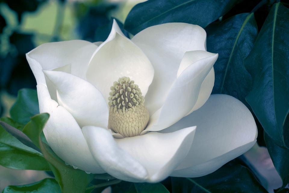 Detail Bunga Magnolia Di Indonesia Nomer 26