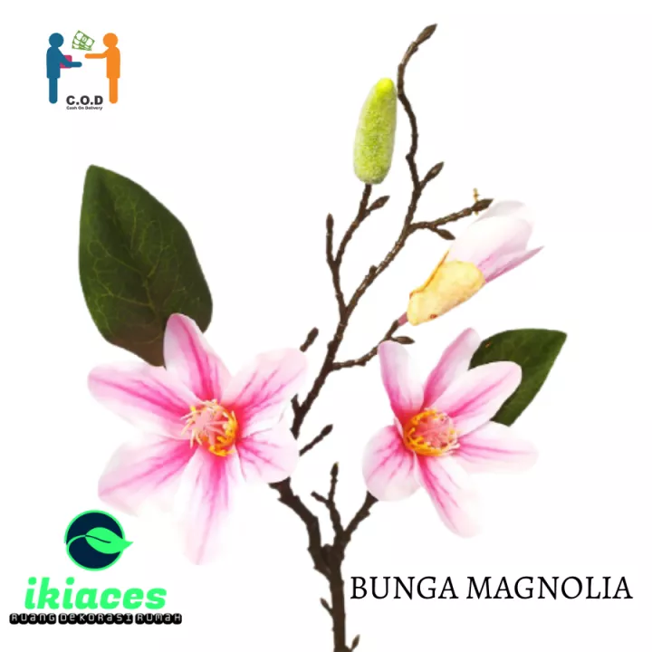 Detail Bunga Magnolia Di Indonesia Nomer 41