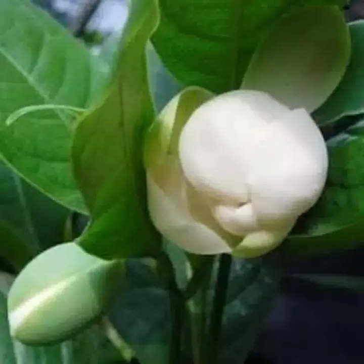 Detail Bunga Magnolia Di Indonesia Nomer 42