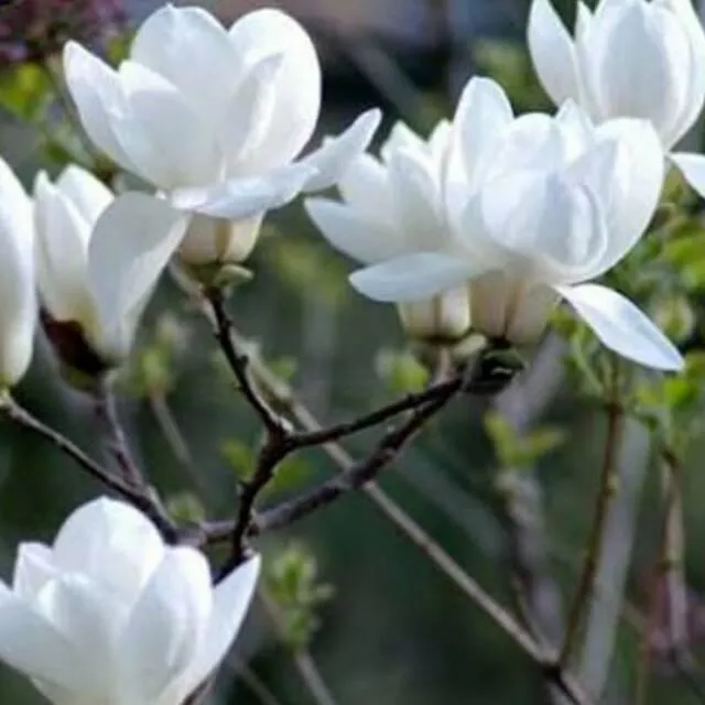 Detail Bunga Magnolia Di Indonesia Nomer 49