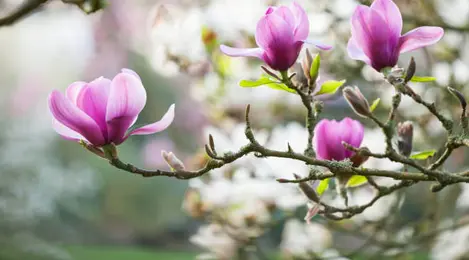 Detail Bunga Magnolia Di Indonesia Nomer 56