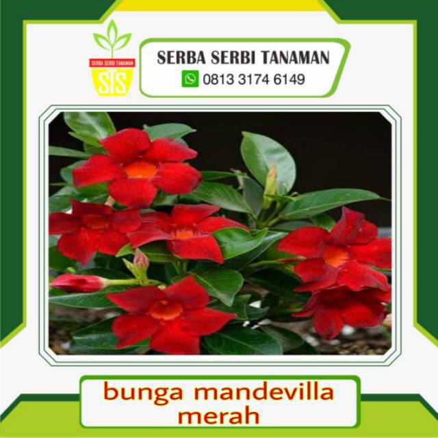 Detail Bunga Mandevilla Merah Nomer 18