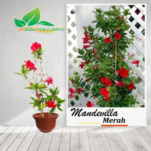 Detail Bunga Mandevilla Merah Nomer 20