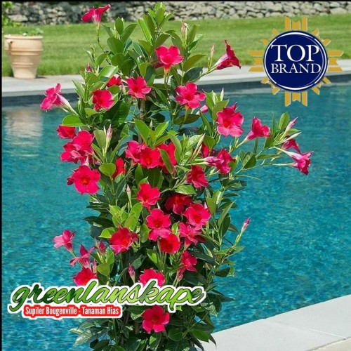 Detail Bunga Mandevilla Merah Nomer 44