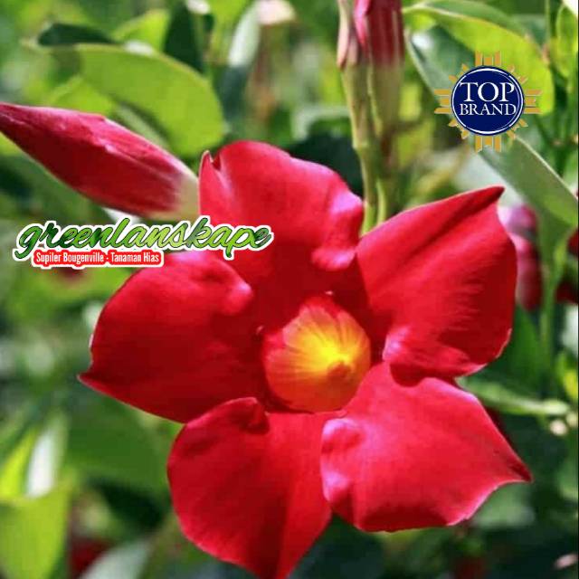 Detail Bunga Mandevilla Merah Nomer 46