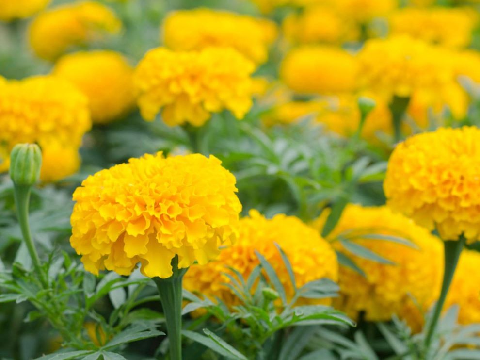 Bunga Marigold Kuning - KibrisPDR