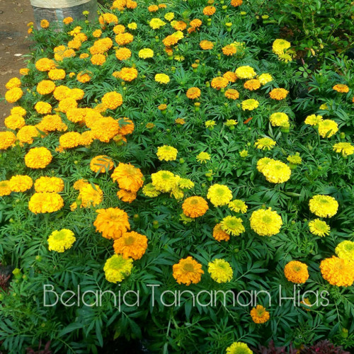 Detail Bunga Marigold Kuning Nomer 13