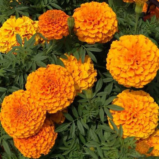 Detail Bunga Marigold Kuning Nomer 22