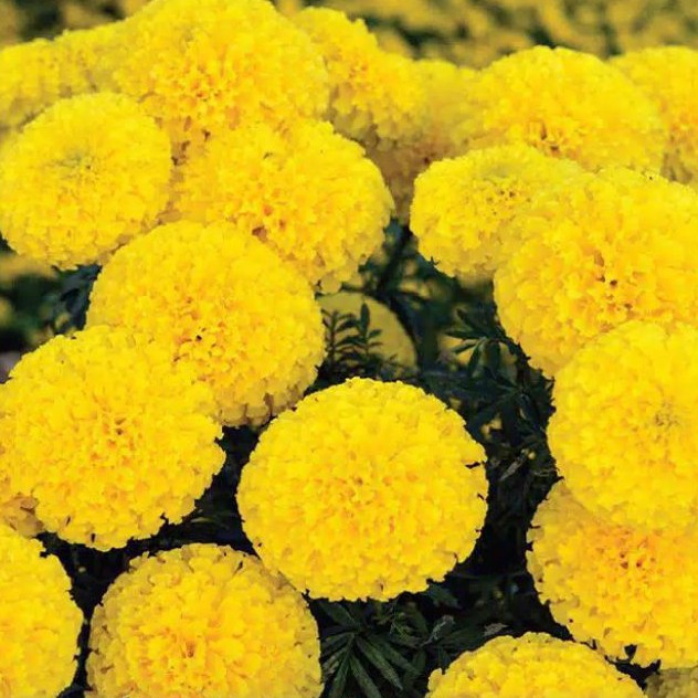 Detail Bunga Marigold Kuning Nomer 25