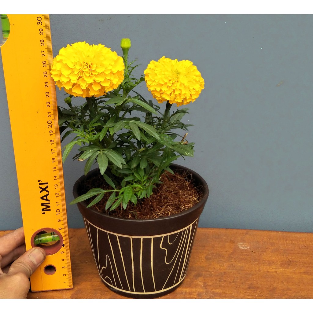 Detail Bunga Marigold Kuning Nomer 5