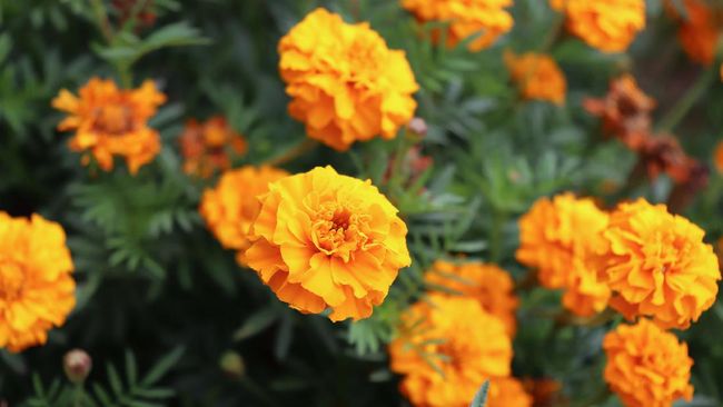 Detail Bunga Marigold Kuning Nomer 6