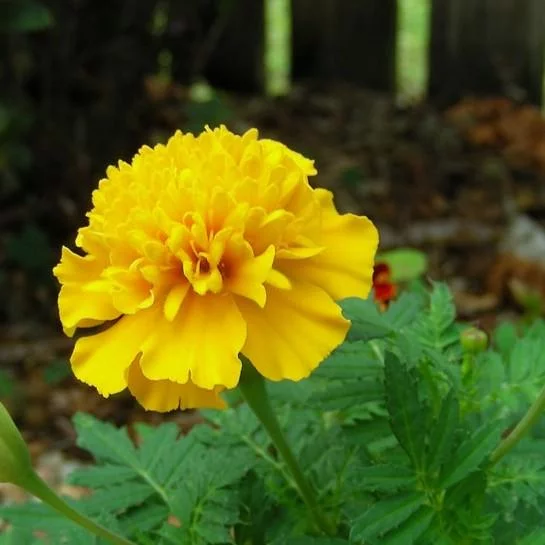 Detail Bunga Marigold Kuning Nomer 9