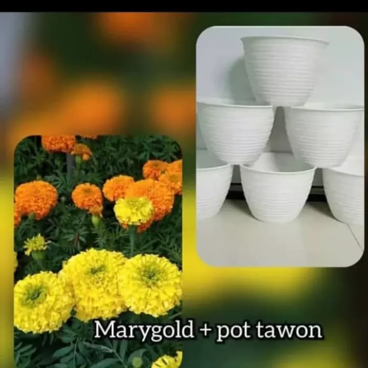 Detail Bunga Marigold Putih Nomer 23