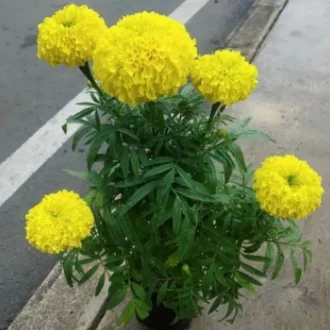 Detail Bunga Marigold Putih Nomer 36