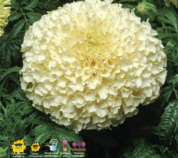 Detail Bunga Marigold Putih Nomer 38