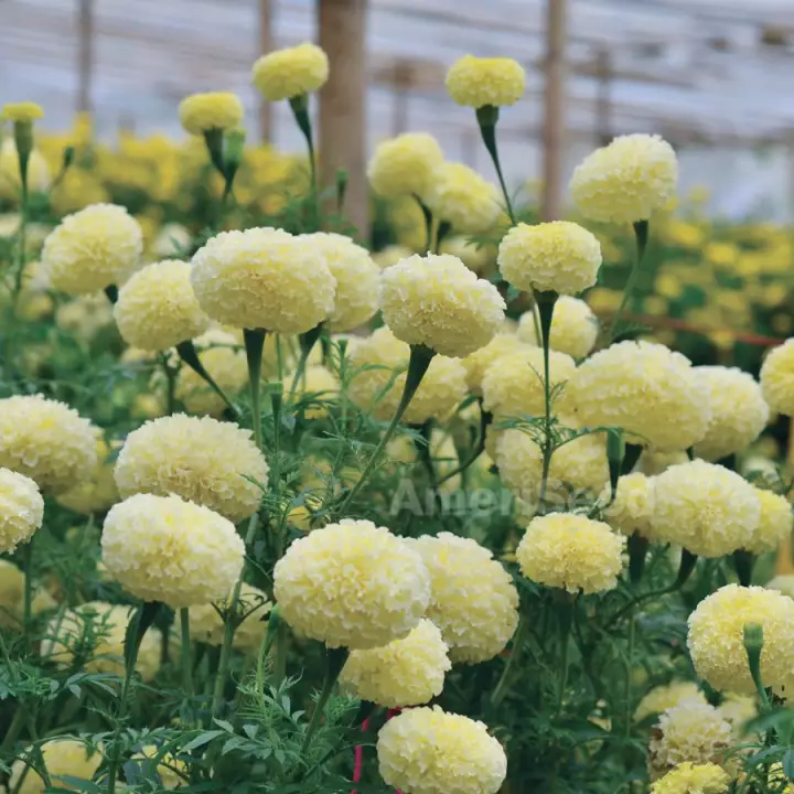 Detail Bunga Marigold Putih Nomer 42