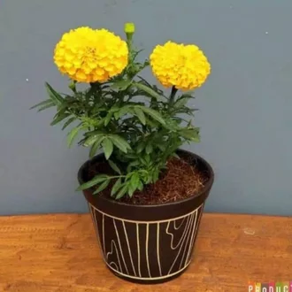 Detail Bunga Marigold Putih Nomer 43