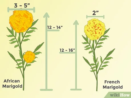 Detail Bunga Marigold Putih Nomer 45