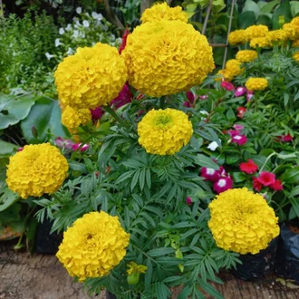Detail Bunga Marigold Putih Nomer 47