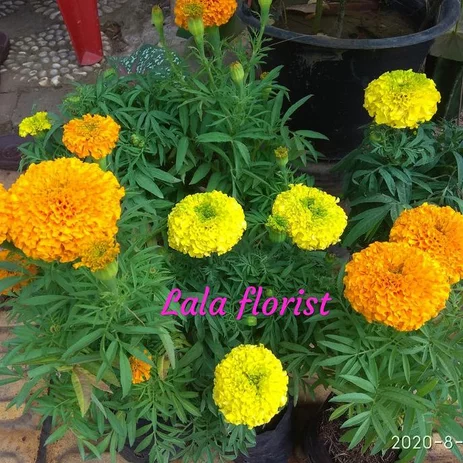 Detail Bunga Marigold Putih Nomer 48