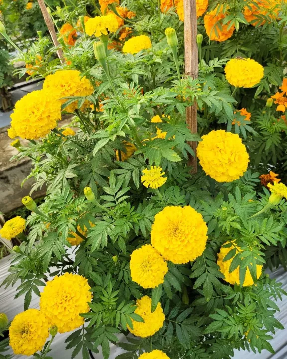 Detail Bunga Marigold Putih Nomer 56