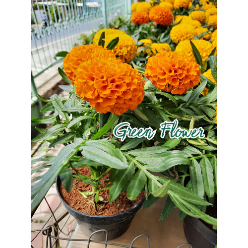 Detail Bunga Marigold Ungu Nomer 39