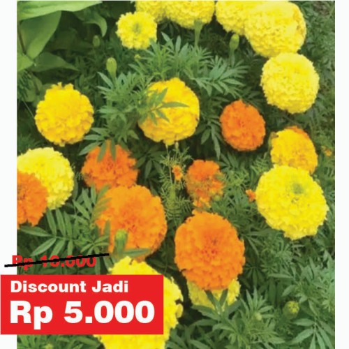 Detail Bunga Marigold Ungu Nomer 41