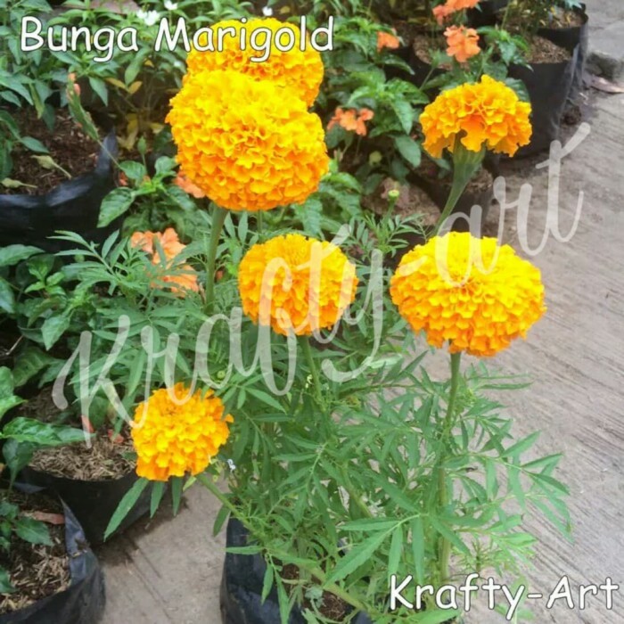 Detail Bunga Marigold Ungu Nomer 43