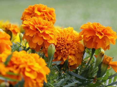 Detail Bunga Marigold Ungu Nomer 50