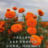Detail Bunga Marigold Ungu Nomer 57