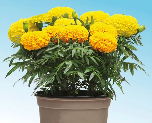 Detail Bunga Marigold Ungu Nomer 58
