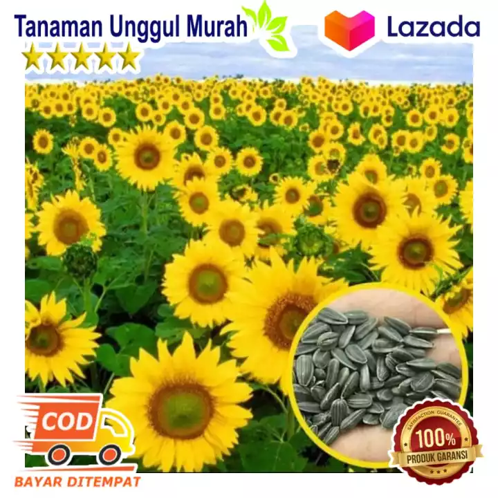 Detail Bunga Matahari Besar Nomer 37