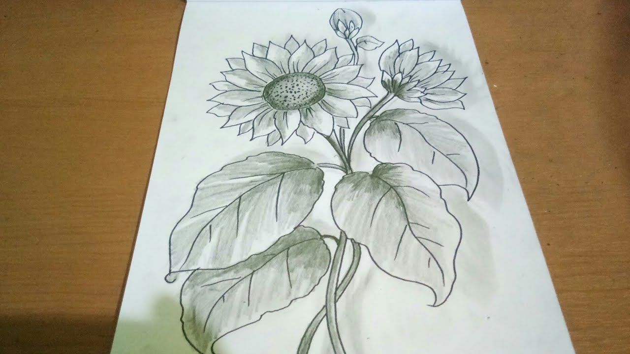 Detail Bunga Matahari Gambar Pensil Nomer 2