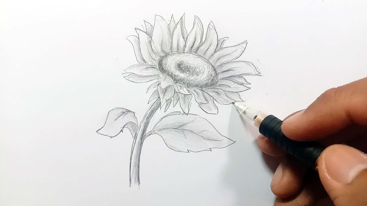 Detail Bunga Matahari Gambar Pensil Nomer 15