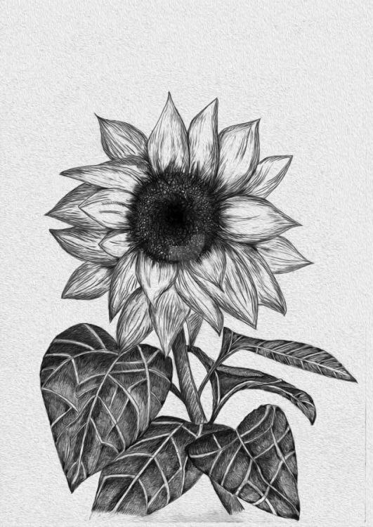 Detail Bunga Matahari Gambar Pensil Nomer 29
