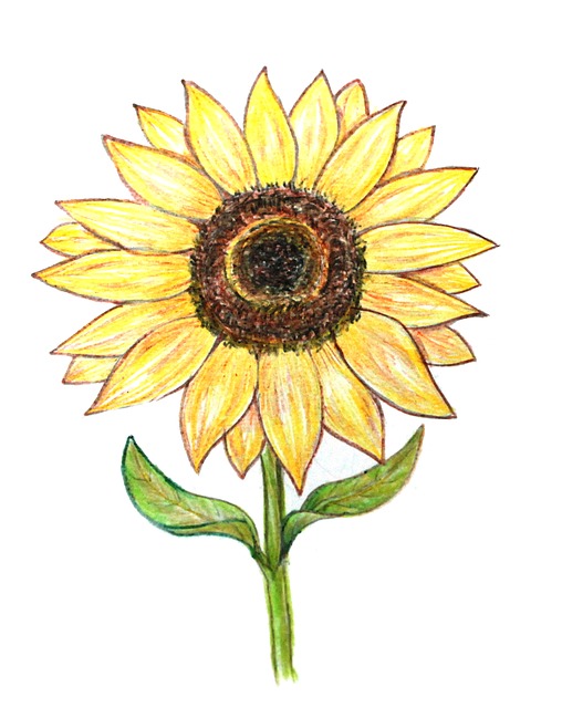 Detail Bunga Matahari Gambar Pensil Nomer 46