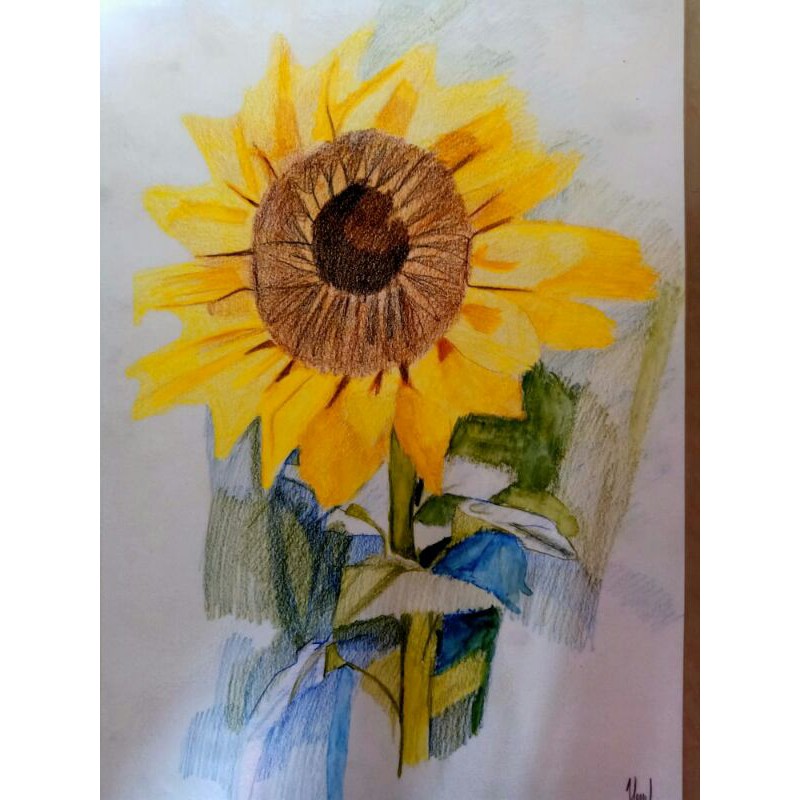 Detail Bunga Matahari Gambar Pensil Nomer 47