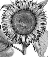Detail Bunga Matahari Gambar Pensil Nomer 54