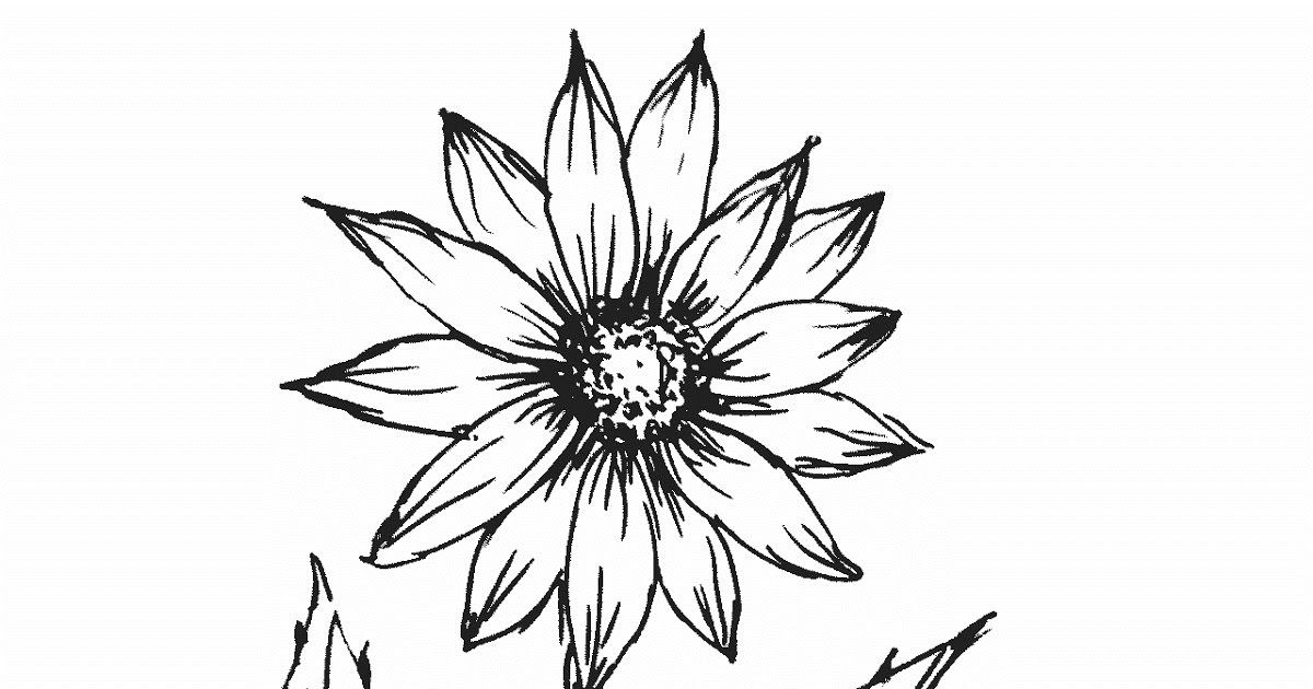 Detail Bunga Matahari Gambar Pensil Nomer 58