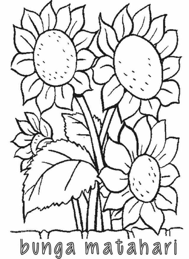 Detail Bunga Matahari Hitam Putih Nomer 31