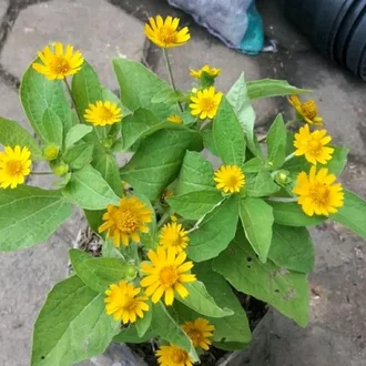 Detail Bunga Matahari Kecil Liar Nomer 5