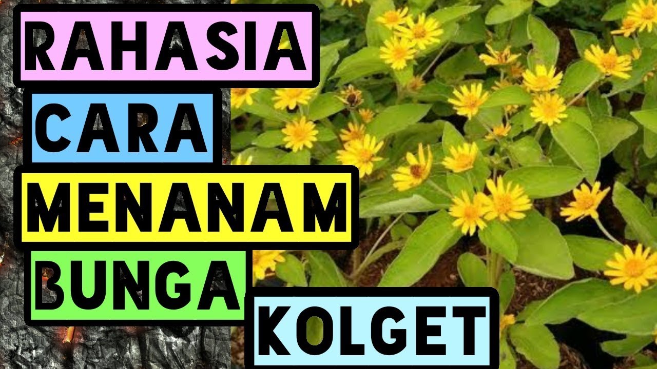 Detail Bunga Matahari Kecil Warna Warni Nomer 25