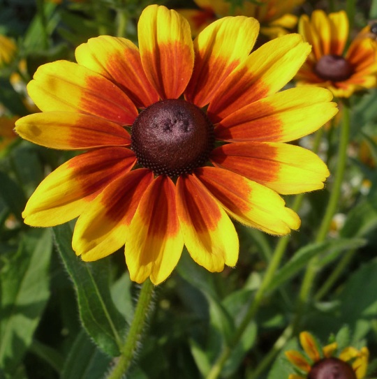 Detail Bunga Matahari Kecil Warna Warni Nomer 35